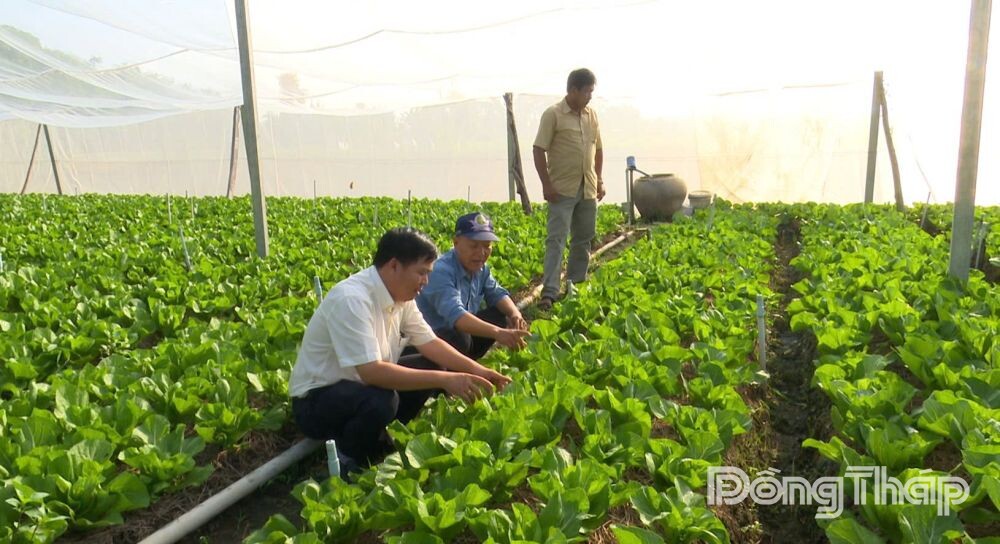 VAI TRÒ ĐẦU TÀU CỦA HỢP TÁC XÃ Kỳ 2: Cầu nối giữa nông dân và thị trường