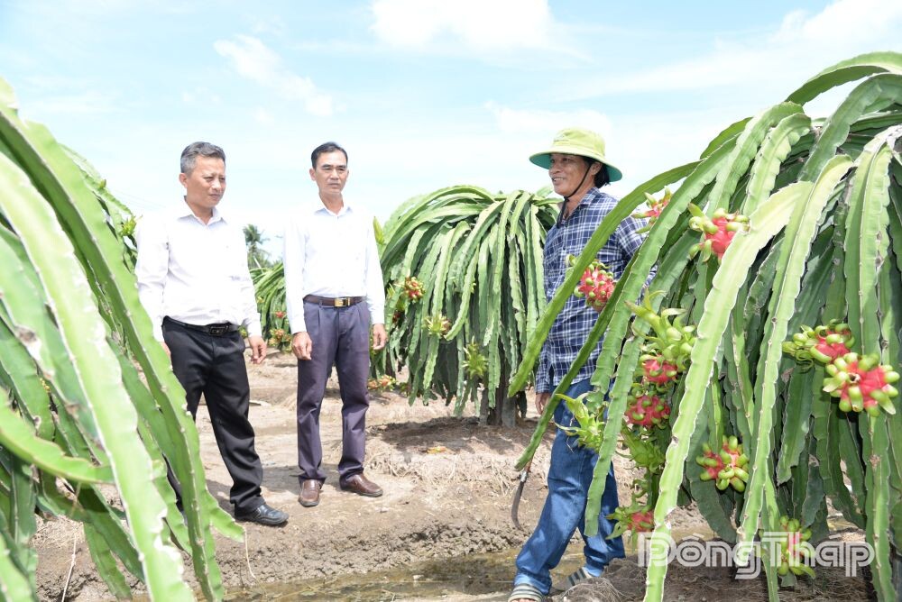 ​ VAI TRÒ ĐẦU TÀU CỦA HỢP TÁC XÃ Kỳ 3: “Bàn đạp” đưa nông nghiệp xanh vươn xa