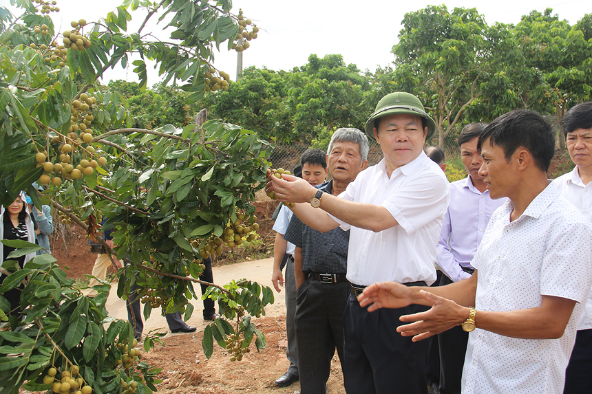 Cả nước thành lập mới 752 HTX, 10 Liên hiệp HTX, gần 6 nghìn THT