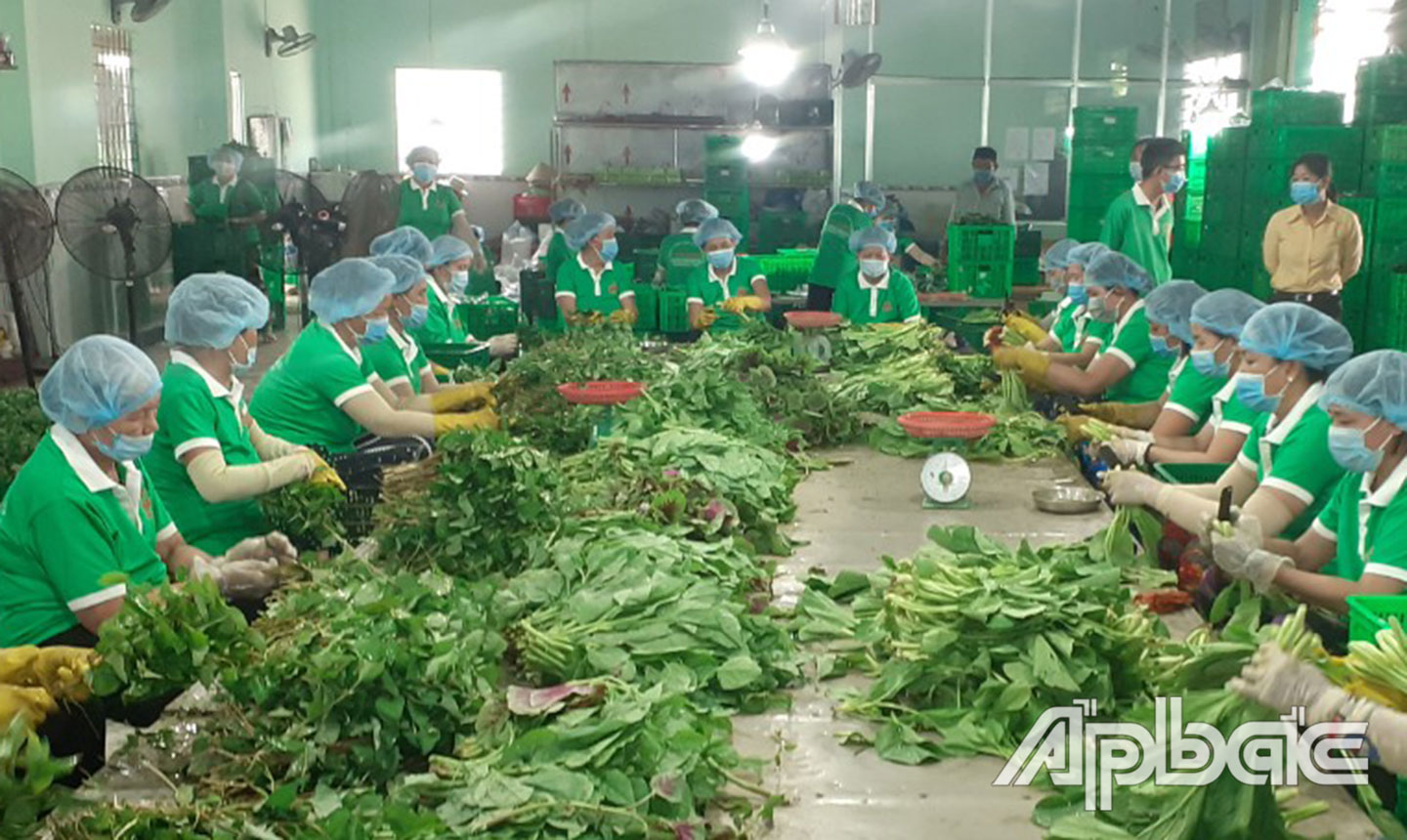 Tiền Giang: Kinh tế tập thể cần bước đi mới