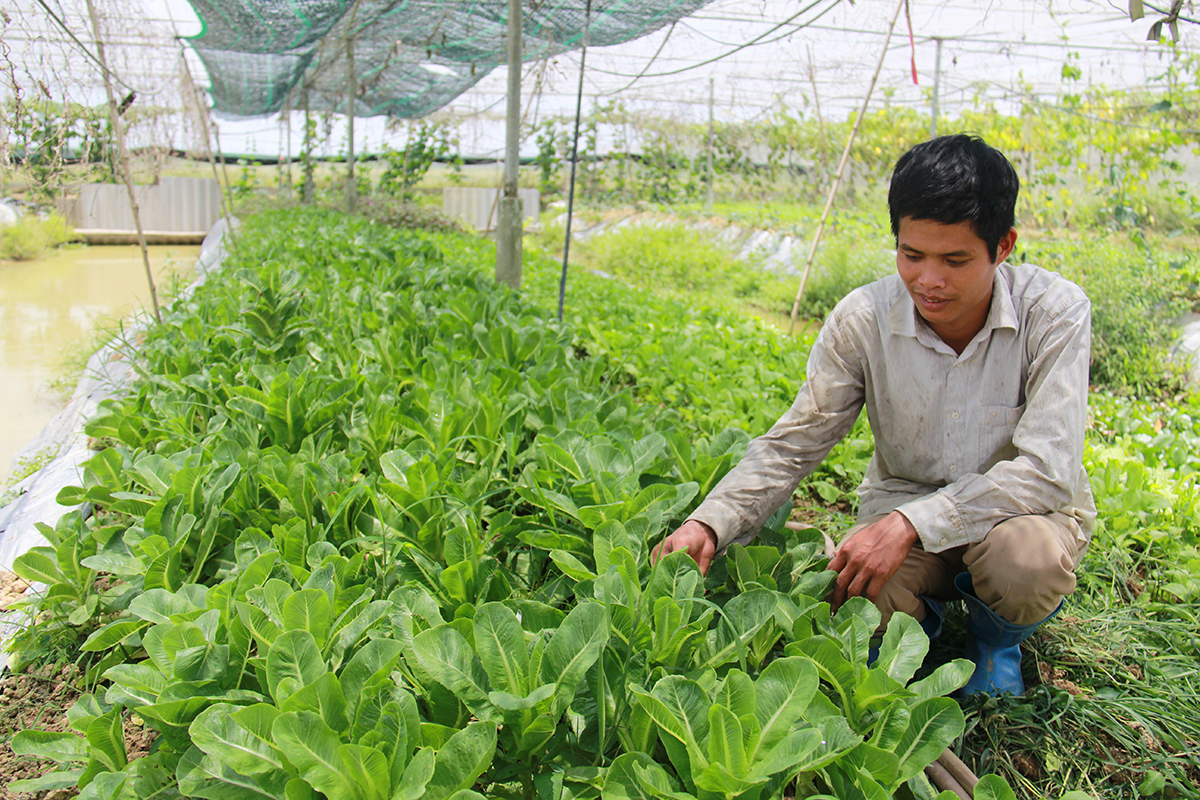 Liên kết tiêu thụ sản phẩm: Đừng để các HTX 'đơn thương, độc mã'