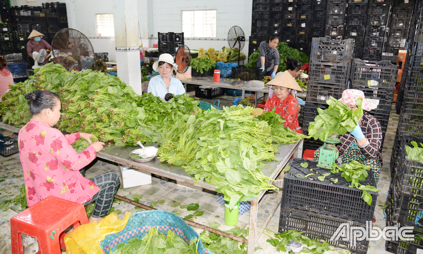 Tiền Giang: Phát triển hợp tác xã nông nghiệp gắn với xây dựng nông thôn mới và Chương trình OCOP